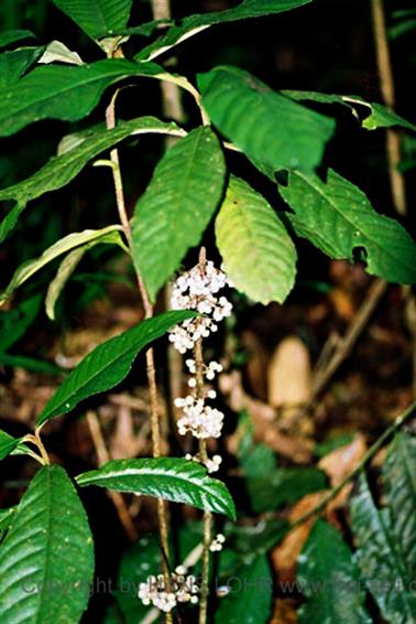 13 Thailand 2002 F1020036 Khao Lak Ausflug Khao Sok_478